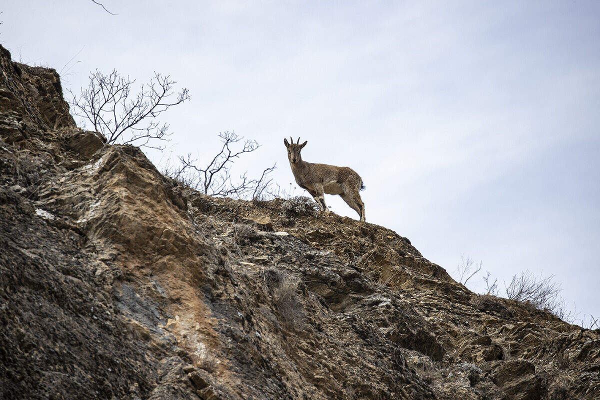 Anadolu'nun en önemli yaban hayvanları... Karlı zirvelerden inen sürü kameralara yakalandı Anadolu'nun en önemli yaban hayvanları... Karlı zirvelerden inen sürü kameralara yakalandı - 5. Resim