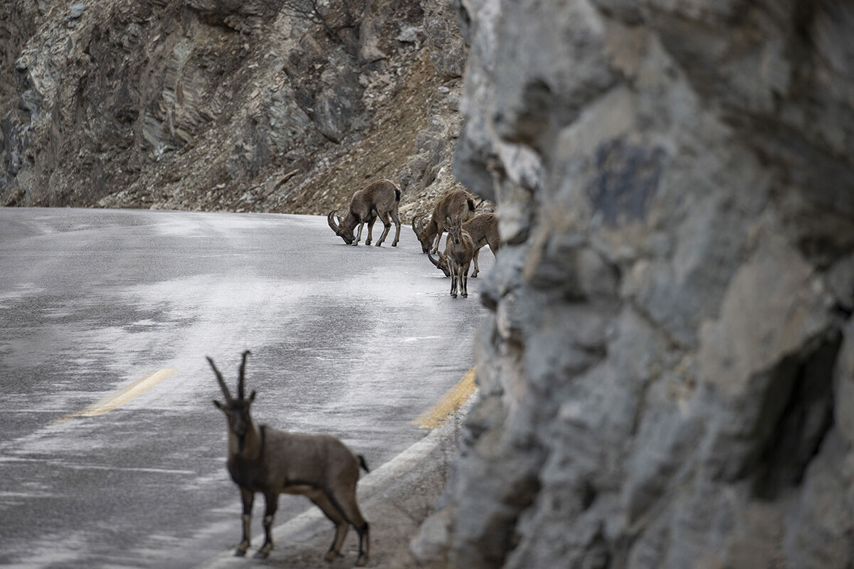 Anadolu'nun en önemli yaban hayvanları... Karlı zirvelerden inen sürü kameralara yakalandı Anadolu'nun en önemli yaban hayvanları... Karlı zirvelerden inen sürü kameralara yakalandı - 1. Resim