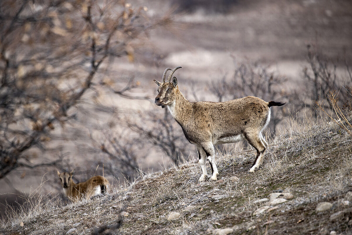 Anadolu'nun en önemli yaban hayvanları... Karlı zirvelerden inen sürü kameralara yakalandı Anadolu'nun en önemli yaban hayvanları... Karlı zirvelerden inen sürü kameralara yakalandı - 3. Resim
