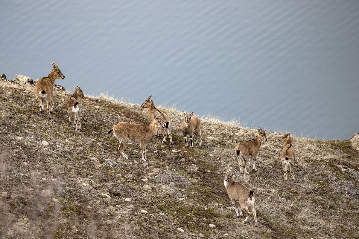 Anadolu'nun en önemli yaban hayvanları... Karlı zirvelerden inen sürü kameralara yakalandı Anadolu'nun en önemli yaban hayvanları... Karlı zirvelerden inen sürü kameralara yakalandı - 7. Resim