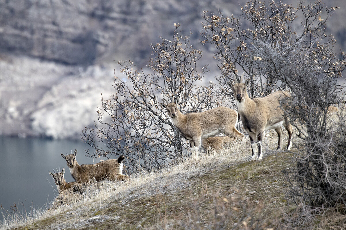 Anadolu'nun en önemli yaban hayvanları... Karlı zirvelerden inen sürü kameralara yakalandı Anadolu'nun en önemli yaban hayvanları... Karlı zirvelerden inen sürü kameralara yakalandı - 6. Resim