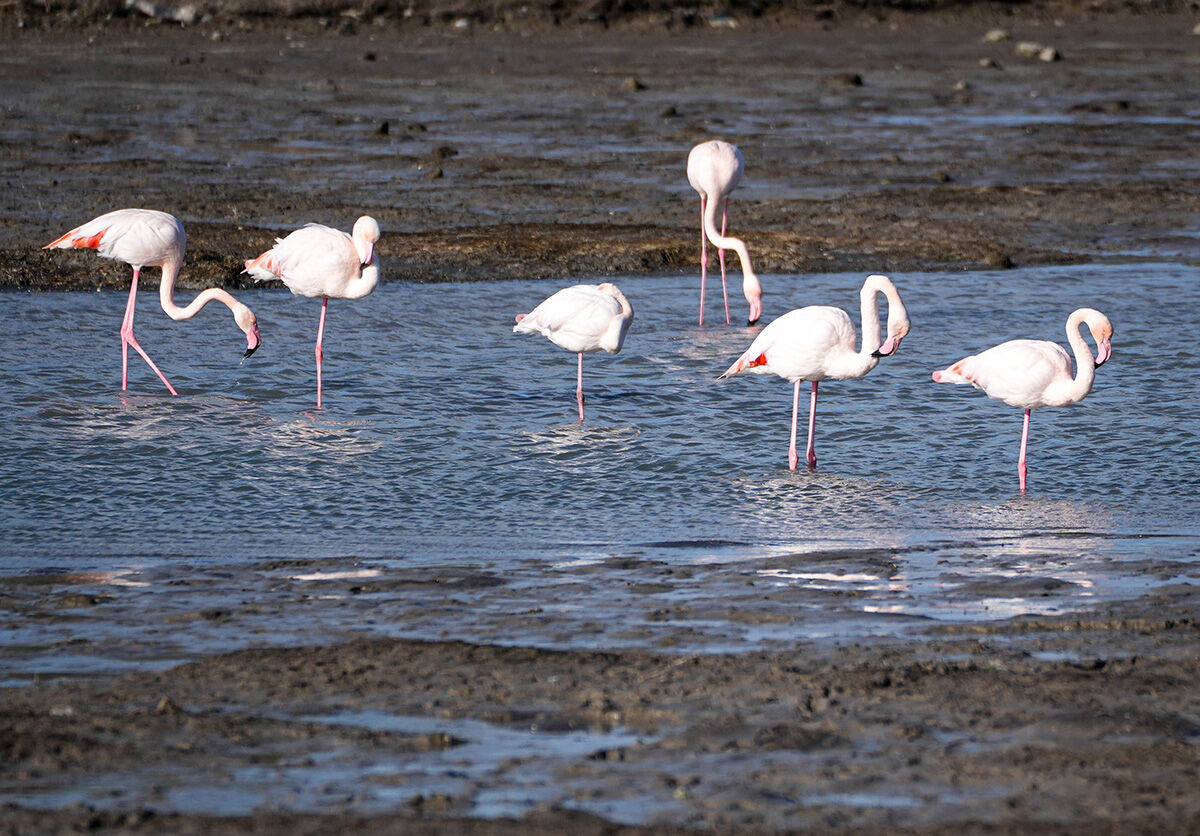 Ege Denizi'nde neler oluyor? Böyle bir şey yıllardır görülmedi... İzmir ve Aydın'da deniz 300 metre çekildi Ege Denizi'nde neler oluyor? Böyle bir şey yıllardır görülmedi... İzmir ve Aydın'da deniz 300 metre çekildi - 2. Resim