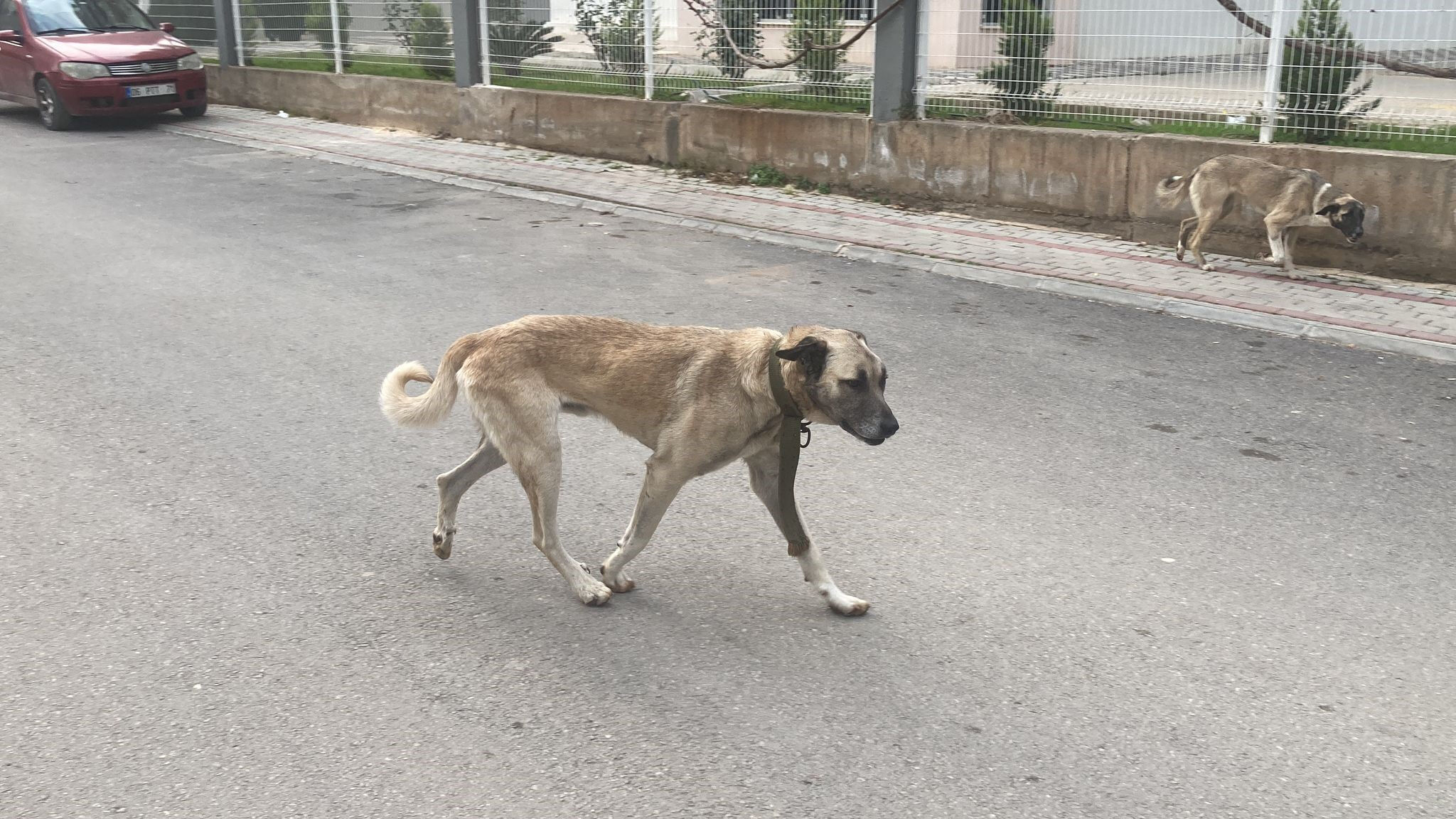 Mersin'de dehşete düşüren görüntüler! Sokak köpeklerinden kaçan kadın bariyerlere çarptı, o anlar kameralara yansıdı - 2. Resim