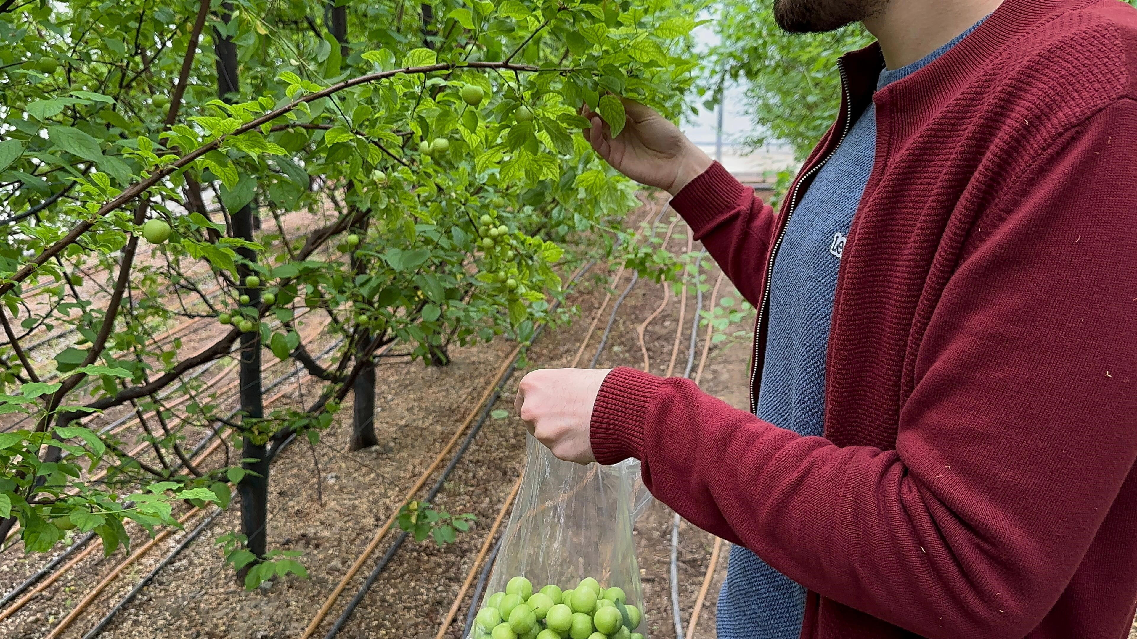 Sezonun ilk hasadı! Dünyanın dört bir yanından ilgi gören eriklerin kilosu dudak uçuklattı - 1. Resim