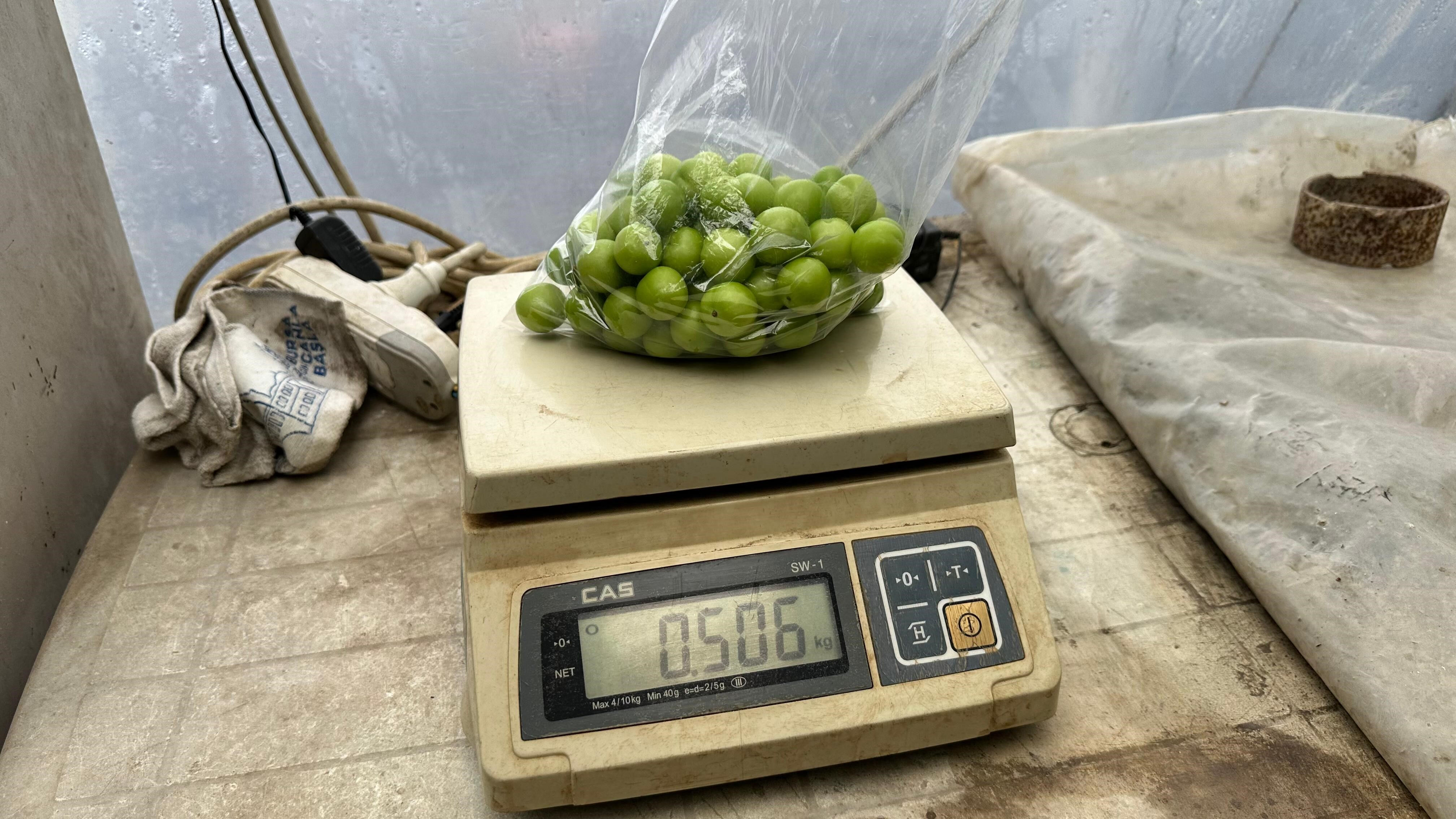 Sezonun ilk hasadı! Dünyanın dört bir yanından ilgi gören eriklerin kilosu dudak uçuklattı - 2. Resim