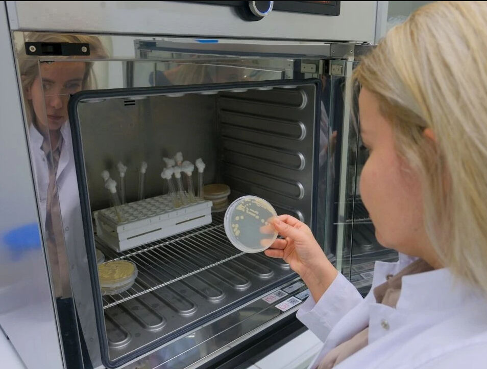 Soğan kabuklarını yakmayın, atın! Araştırmacılar atık soğan kabuğu ve elmadan örtü üretildi - 3. Resim