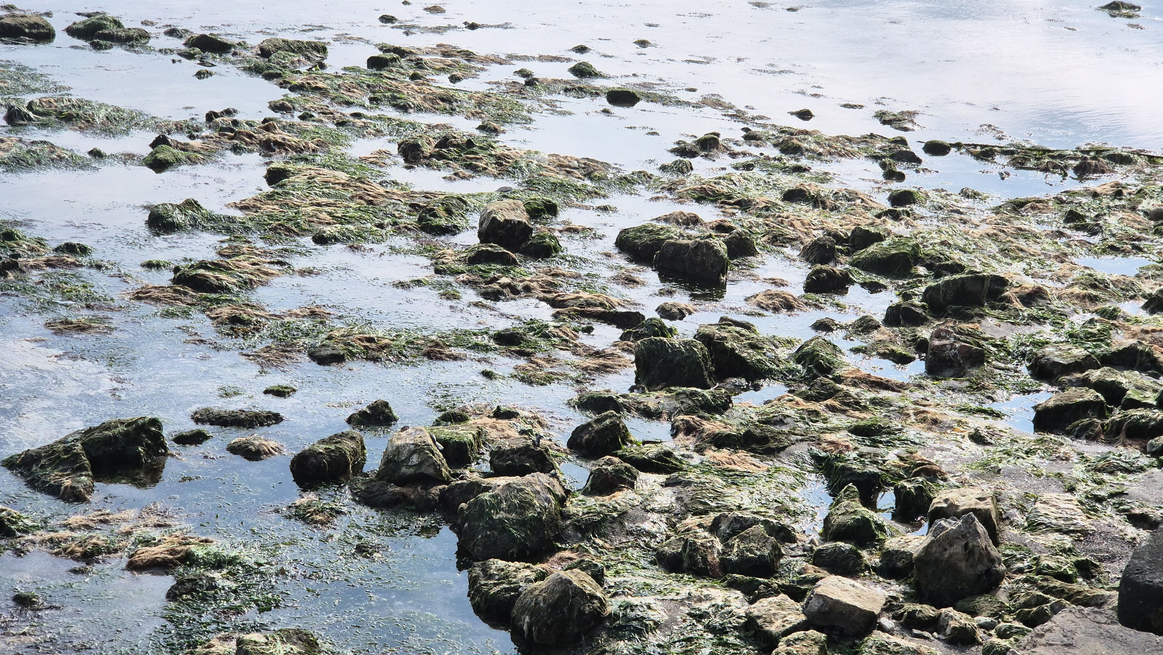Vatandaş şaşkın... Sular çekildi, Marmara Denizi'ndeki  Vatandaş şaşkın... Sular çekildi, Marmara Denizi'ndeki