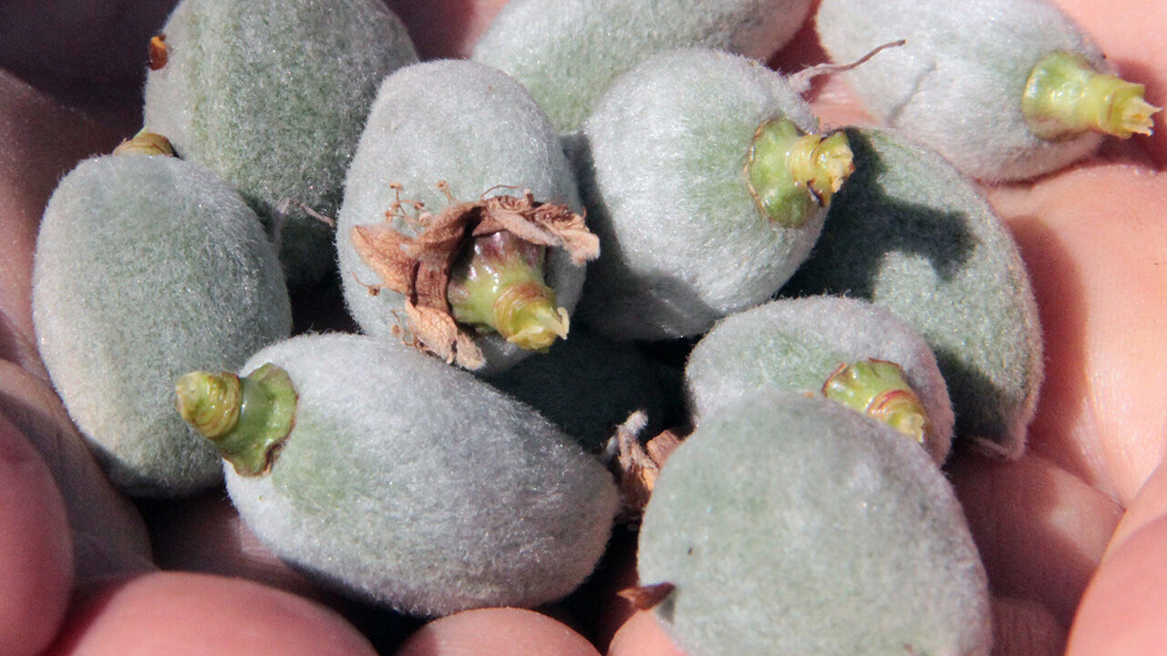 Datça'da mevsimin ilk çağlası çıktı! Fiyatı cep yakıyor - 1. Resim