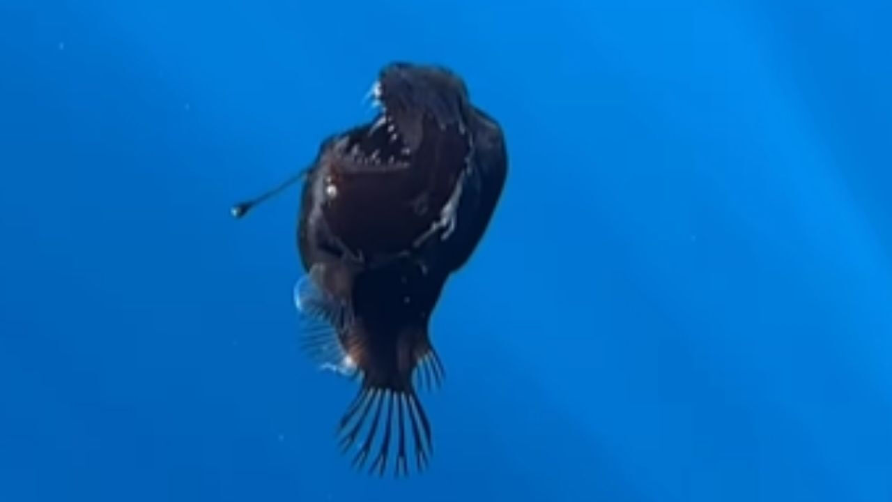 Deniz şeytanı nerede yaşar? İlk kez görüntülendi - 2. Resim