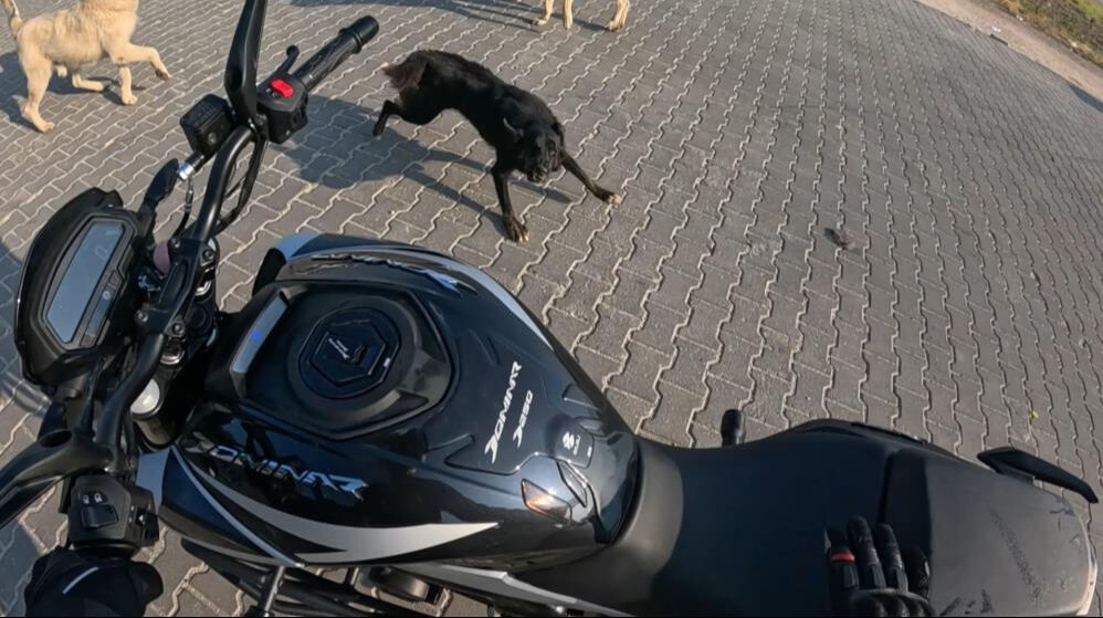 Seyir halindeki motosiklete başıboş köpeklerin saldırı anı kask kamerasında Seyir halindeki motosiklete başıboş köpeklerin saldırı anı kask kamerasında - 1. Resim
