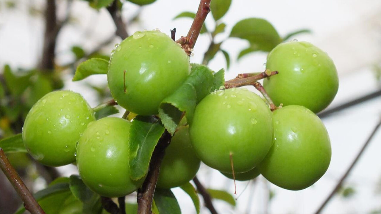 Tezgahlarda yerini aldı, fiyatıyla dudak uçuklattı! Artık gramla değil taneyle satılıyor Tezgahlarda yerini aldı, fiyatıyla dudak uçuklattı! Artık gramla değil taneyle satılıyor - 2. Resim