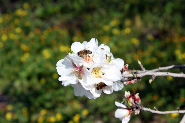 2025 cemreler ne zaman düşüyor? İşte havaya, suya ve toprağa düşecek cemre tarihleri 2025 cemreler ne zaman düşüyor? İşte havaya, suya ve toprağa düşecek cemre tarihleri - 4. Resim