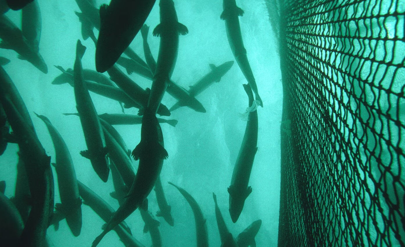 27 bin somon balığı kaçtı! Yakalayıp getirene rekor ödül var - 1. Resim