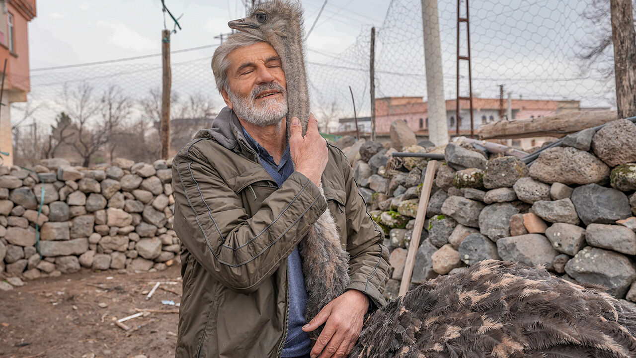 Günün en güzel haberi! Diyarbakır'da hediye edilen deve kuşu kendisini büyüten sahibine kaçtı - 2. Resim
