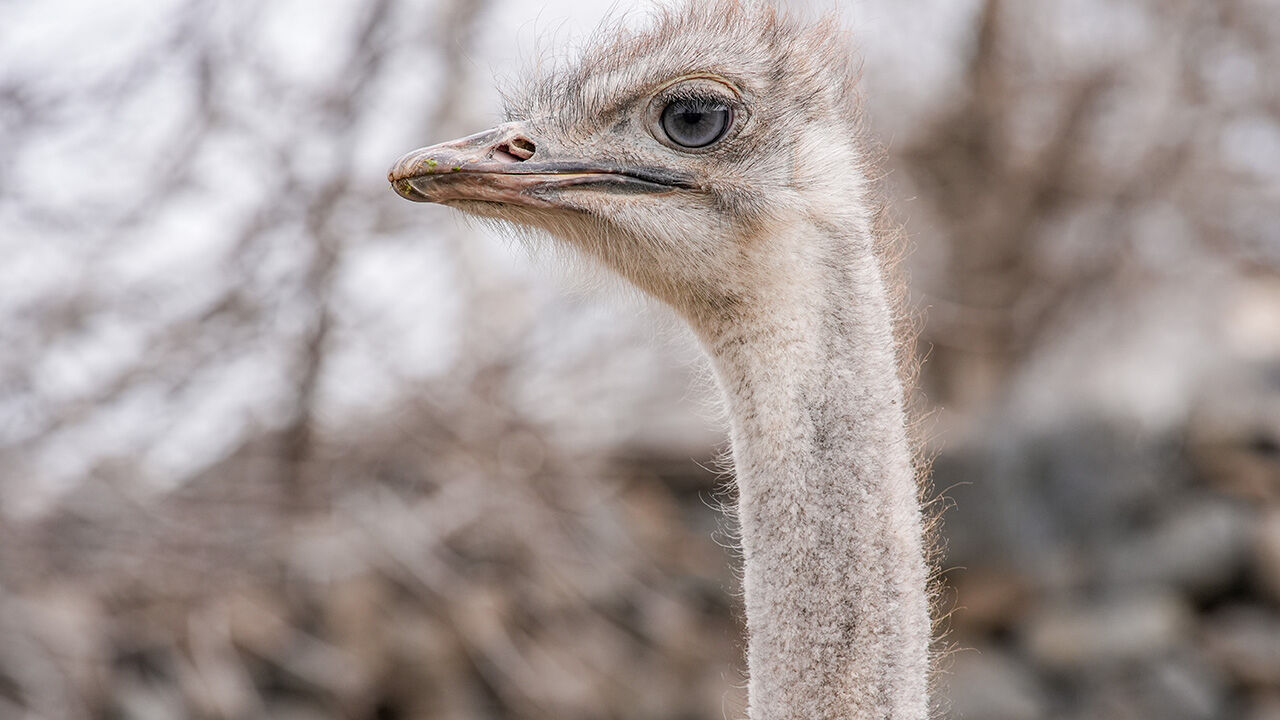 Günün en güzel haberi! Diyarbakır'da hediye edilen deve kuşu kendisini büyüten sahibine kaçtı - 1. Resim
