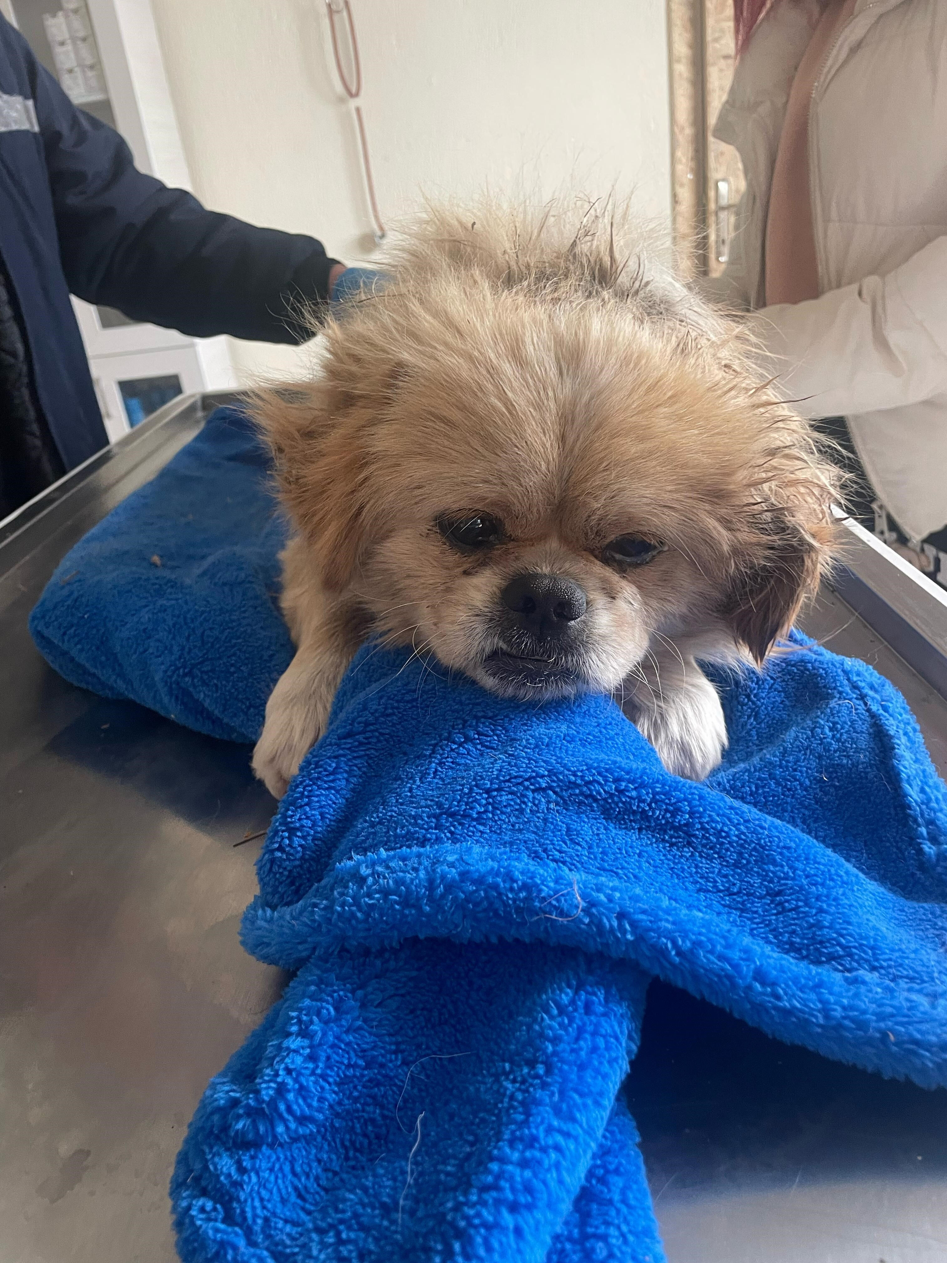 Kandil günü yürek yakan vicdansızlık! Köpeğin ayaklarını bağlayıp çöpe attı - 3. Resim