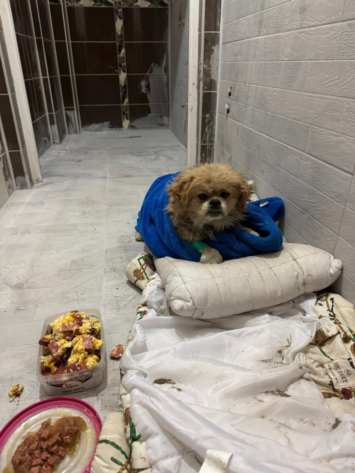 Kandil günü yürek yakan vicdansızlık! Köpeğin ayaklarını bağlayıp çöpe attı - 4. Resim