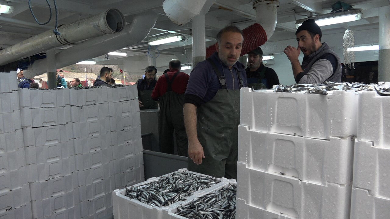 Hamsinin izini sürdüler, o ilçeye akın ettiler! Kasa kasa tuttular Hamsinin izini sürdüler, o ilçeye akın ettiler! Kasa kasa tuttular - 1. Resim