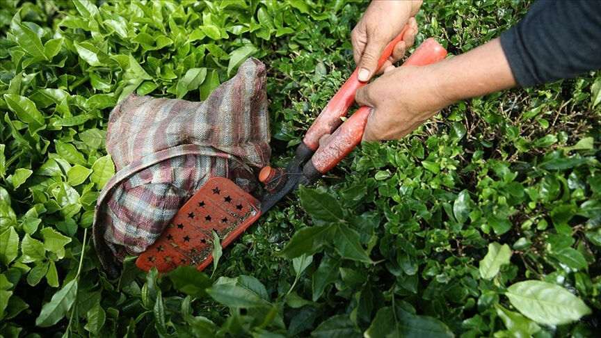 Milli içeceğimiz çaydan Türkiye ekonomisine dev katkı Milli içeceğimiz çaydan Türkiye ekonomisine dev katkı - 1. Resim