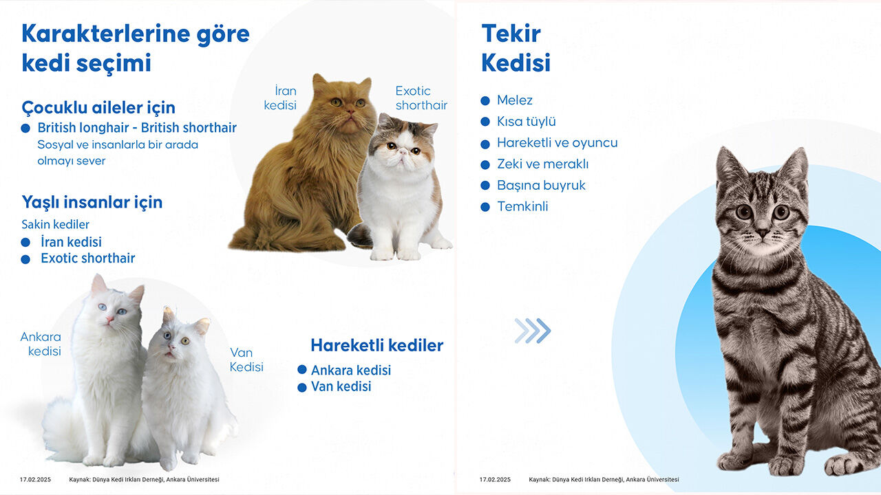 Sultan Fatih'in sokak kedileri: 500 yıl önceki kayıtlarda yer alıyor - 3. Resim