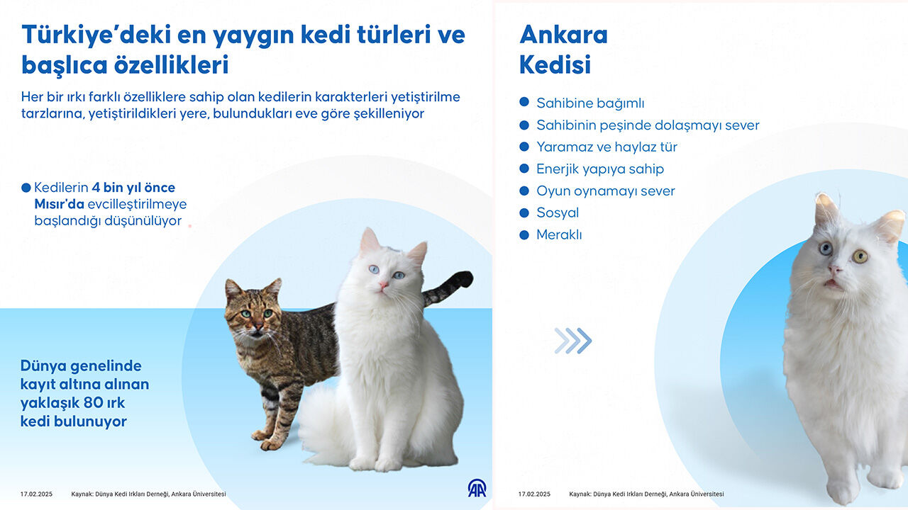 Sultan Fatih'in sokak kedileri: 500 yıl önceki kayıtlarda yer alıyor - 4. Resim