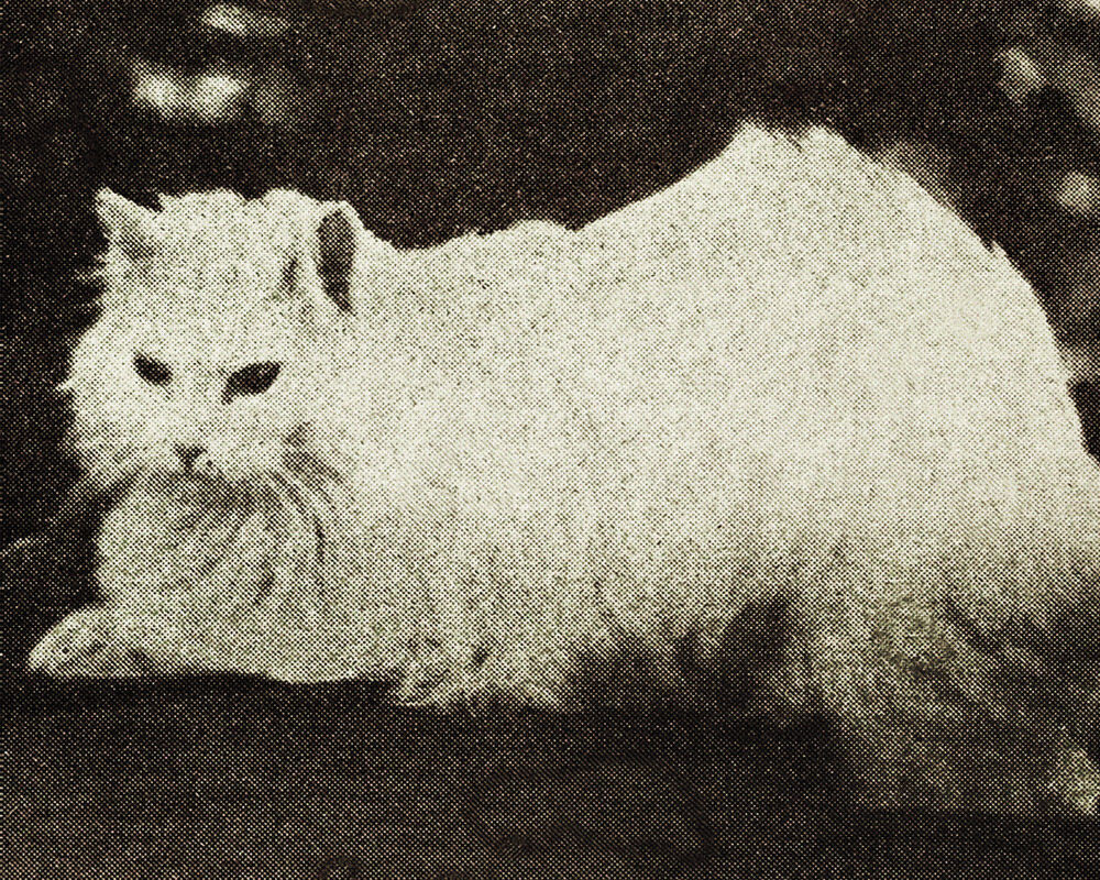 Sultan Fatih'in sokak kedileri: 500 yıl önceki kayıtlarda yer alıyor! - 5. Resim