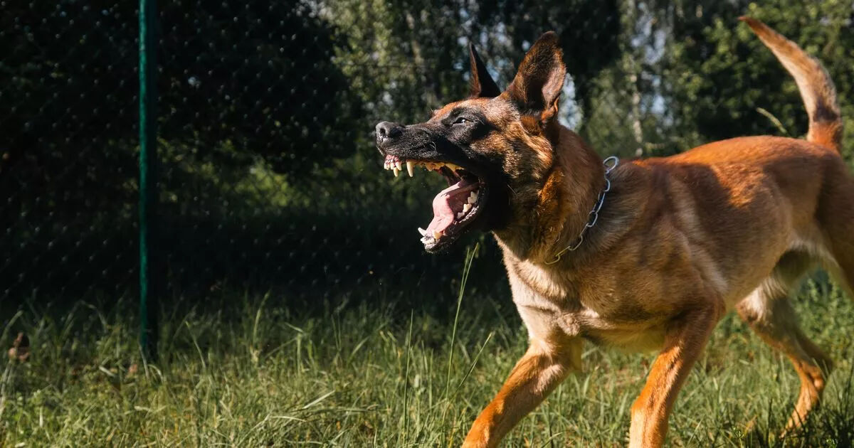 Köpek mamalarında tehlike: ‘Kurt Adam Sendromu’na yol açabilir! - 1. Resim