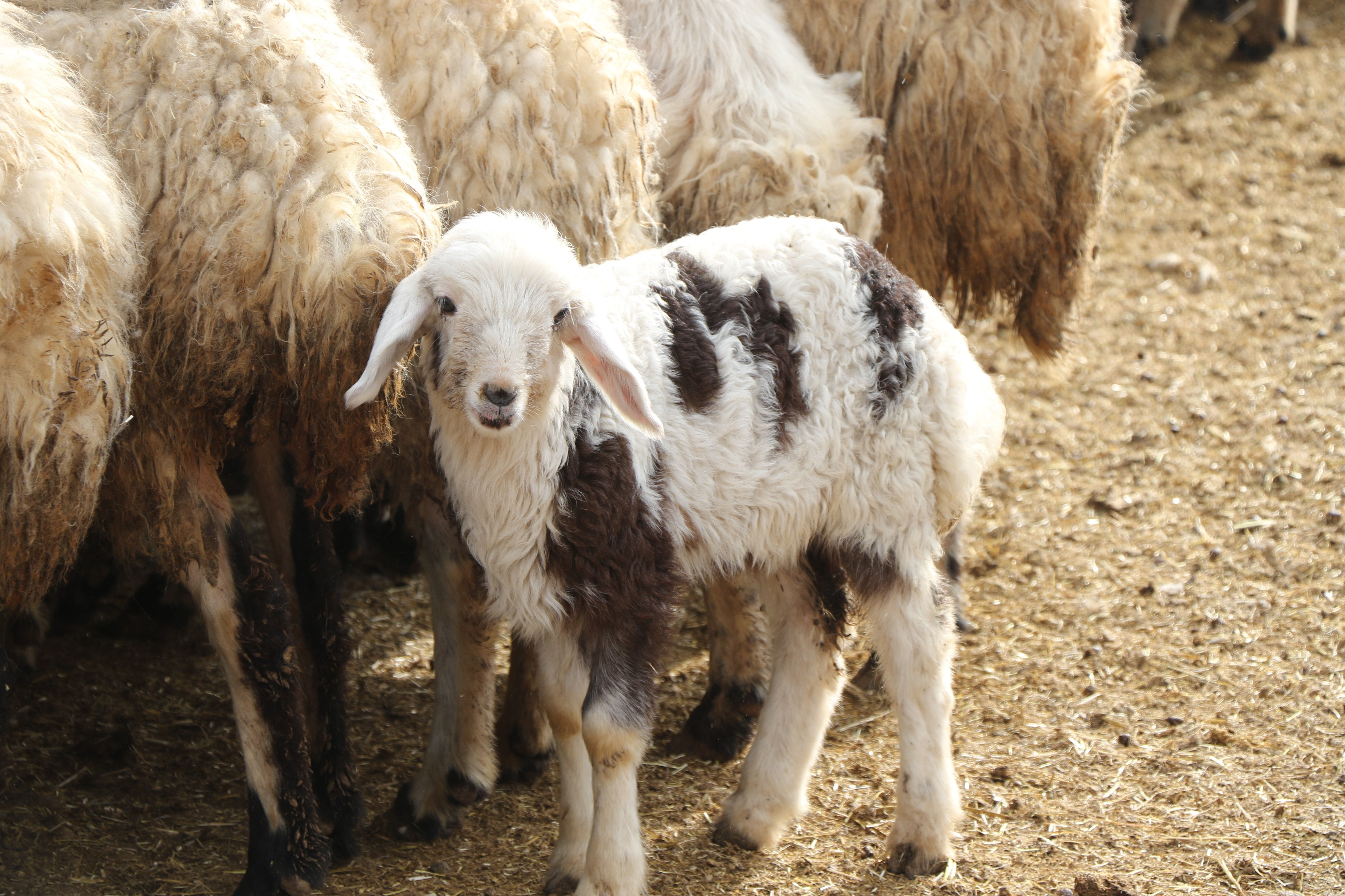 Şaşırmadan annelerini buldular! Erzincan'da koyunların kuzularıyla buluşma anları tepeden &ccedil;ekildi - 2. Resim