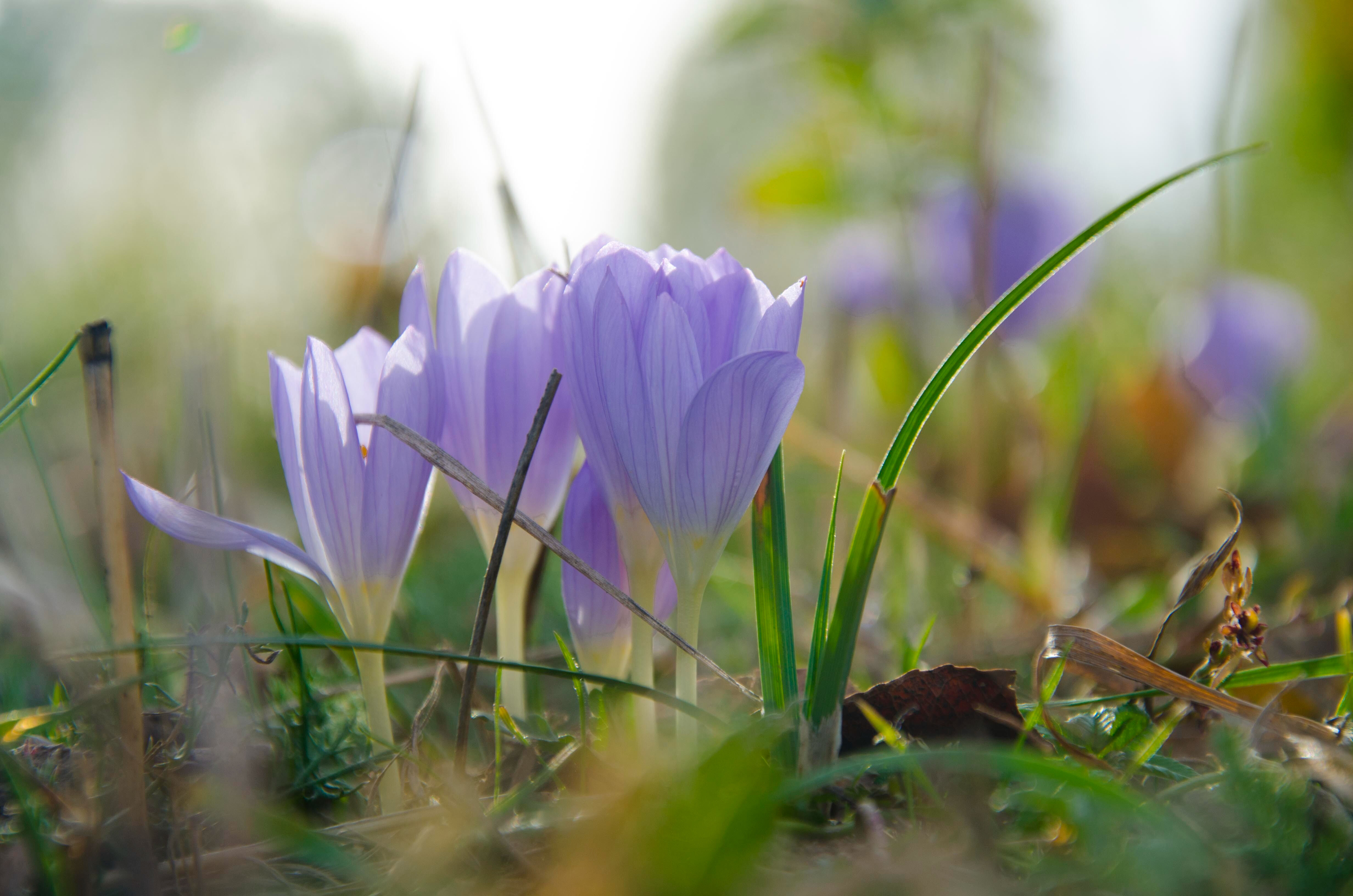 İlk cemre havaya düştü, sırada suya ve toprağa düşecek! 2025 cemre düşme tarihleri - 2. Resim
