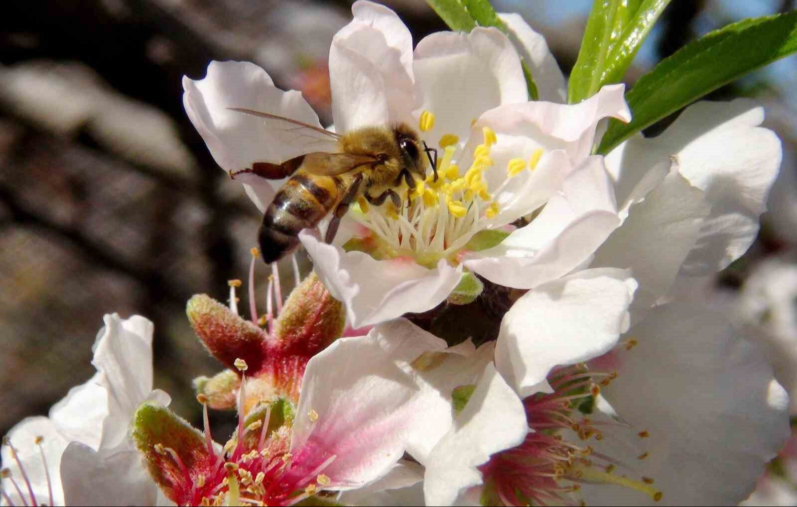 İlk cemre havaya düştü, sırada suya ve toprağa düşecek! 2025 cemre düşme tarihleri - 1. Resim