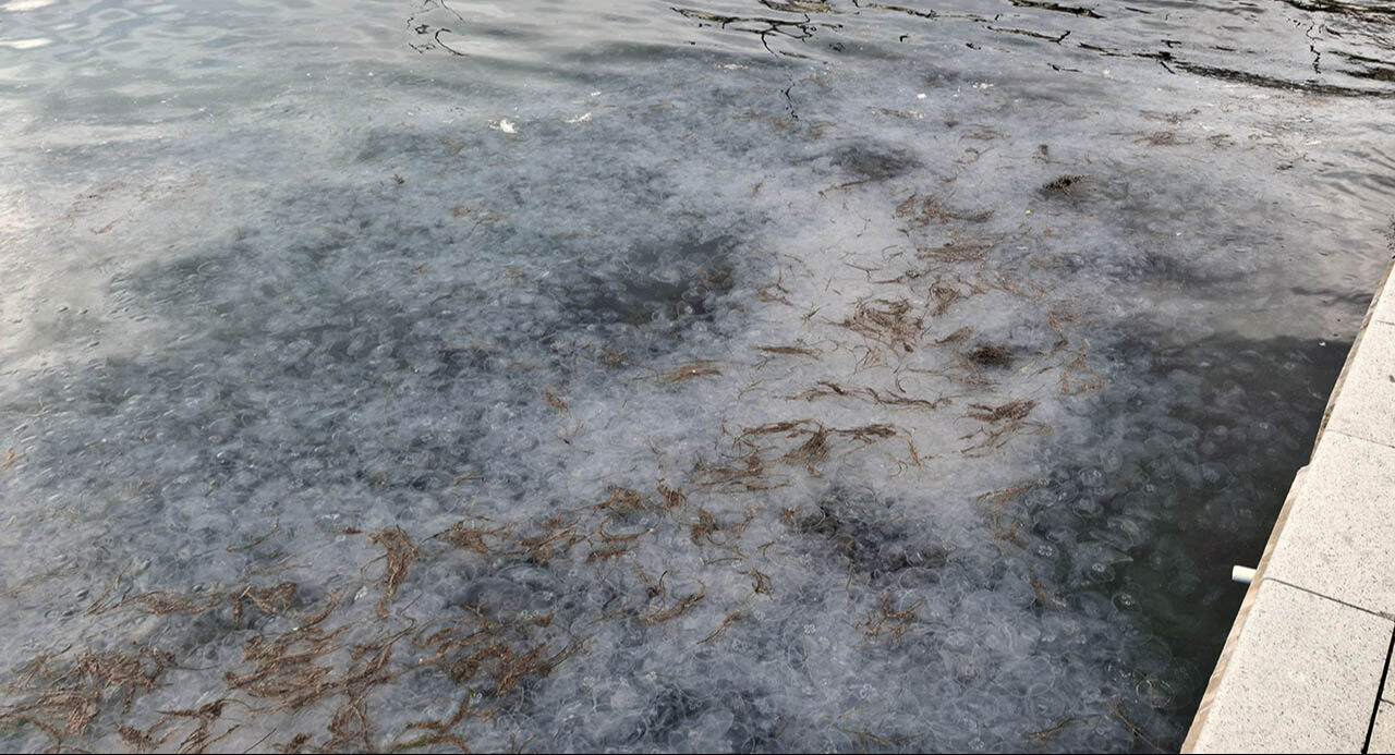 Karadeniz kıyılarında denizanası istilası! Binlercesi akın akın geldi, görenler hayret etti - 2. Resim