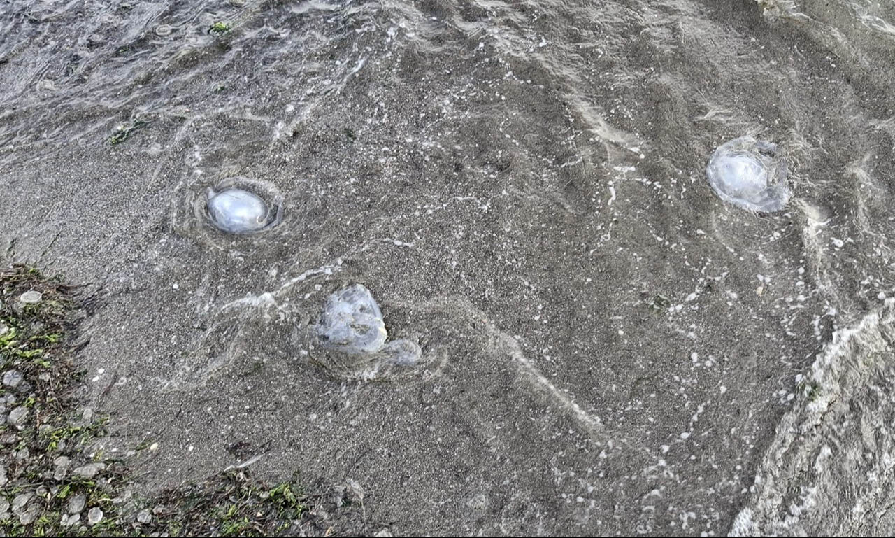 Karadeniz kıyılarında denizanası istilası! Binlercesi akın akın geldi, görenler hayret etti - 5. Resim