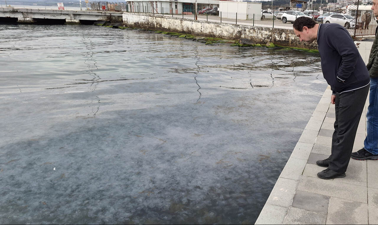 Karadeniz kıyılarında denizanası istilası! Binlercesi akın akın geldi, görenler hayret etti - 4. Resim