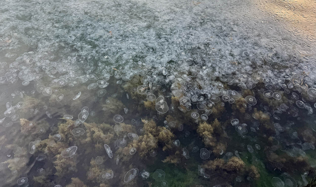 Karadeniz kıyılarında denizanası istilası! Binlercesi akın akın geldi, görenler hayret etti - 3. Resim