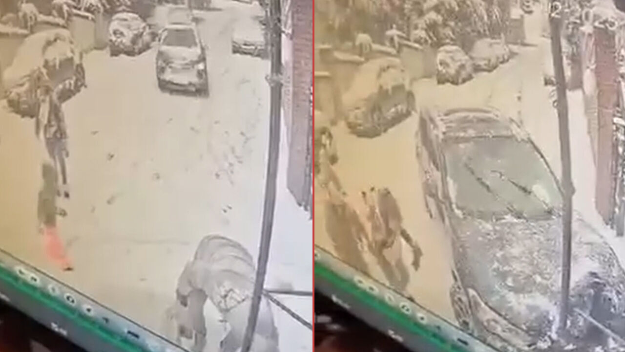 Kedi severken gelen kaza! Beykoz'da karlı yolda kontrolden çıkan araç bir kişiye çarptı Kedi severken gelen kaza! Beykoz'da karlı yolda kontrolden çıkan araç bir kişiye çarptı - 1. Resim