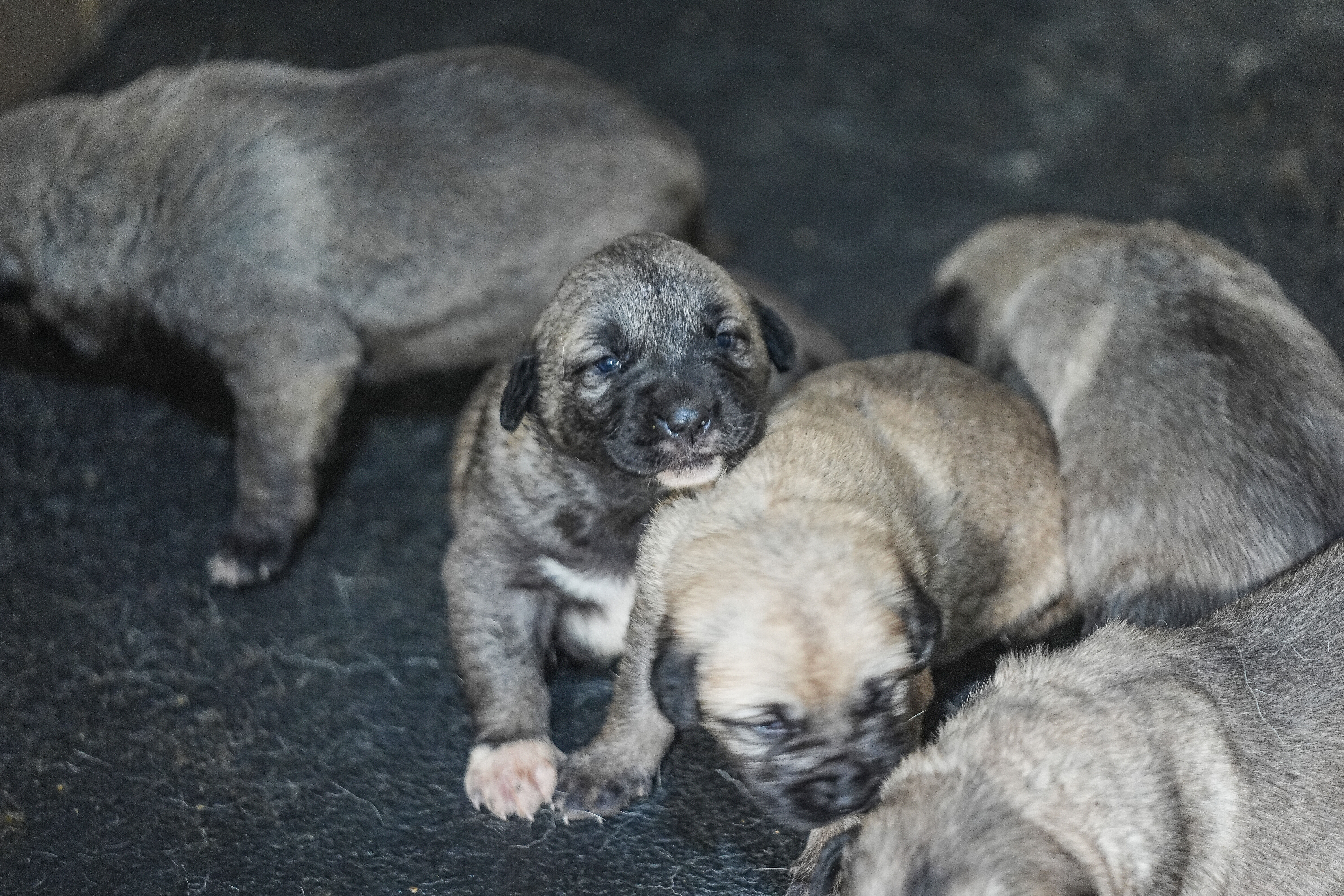 Sırada 160 kişi var! 6 ay sonra teslim ediliyor - 2. Resim