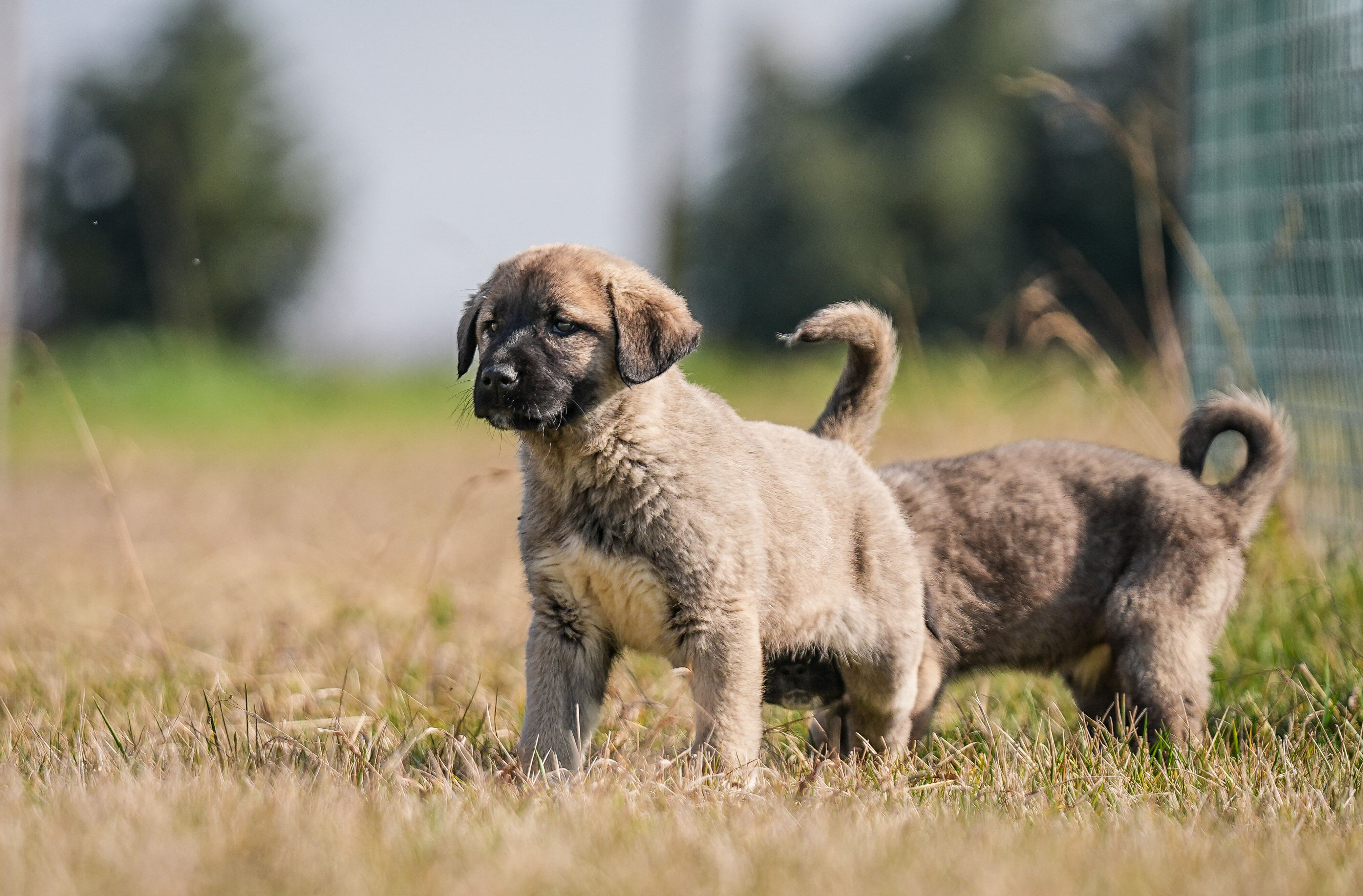Sırada 160 kişi var! 6 ay sonra teslim ediliyor - 1. Resim