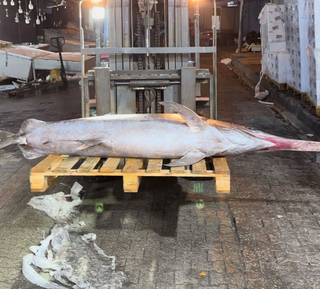 Yakaladığı 100 kiloluk kılıç balığını 40 bin TL'ye sattı - 1. Resim