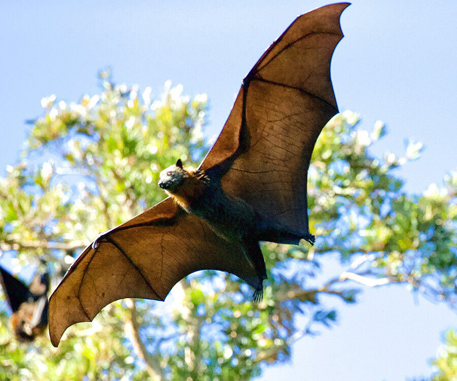 Yarasalardan yeni tehdit! Çinli bilim İnsanları, Covid-19 gibi bulaşabilen yeni bir Koronavirüs keşfetti - 1. Resim