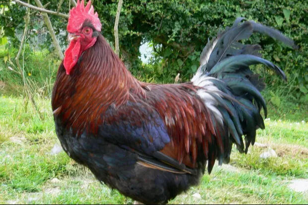 Komşuları canından bezdirdi! Çok öten horoz mahkemelik oldu Komşuları canından bezdirdi! Çok öten horoz mahkemelik oldu - 1. Resim