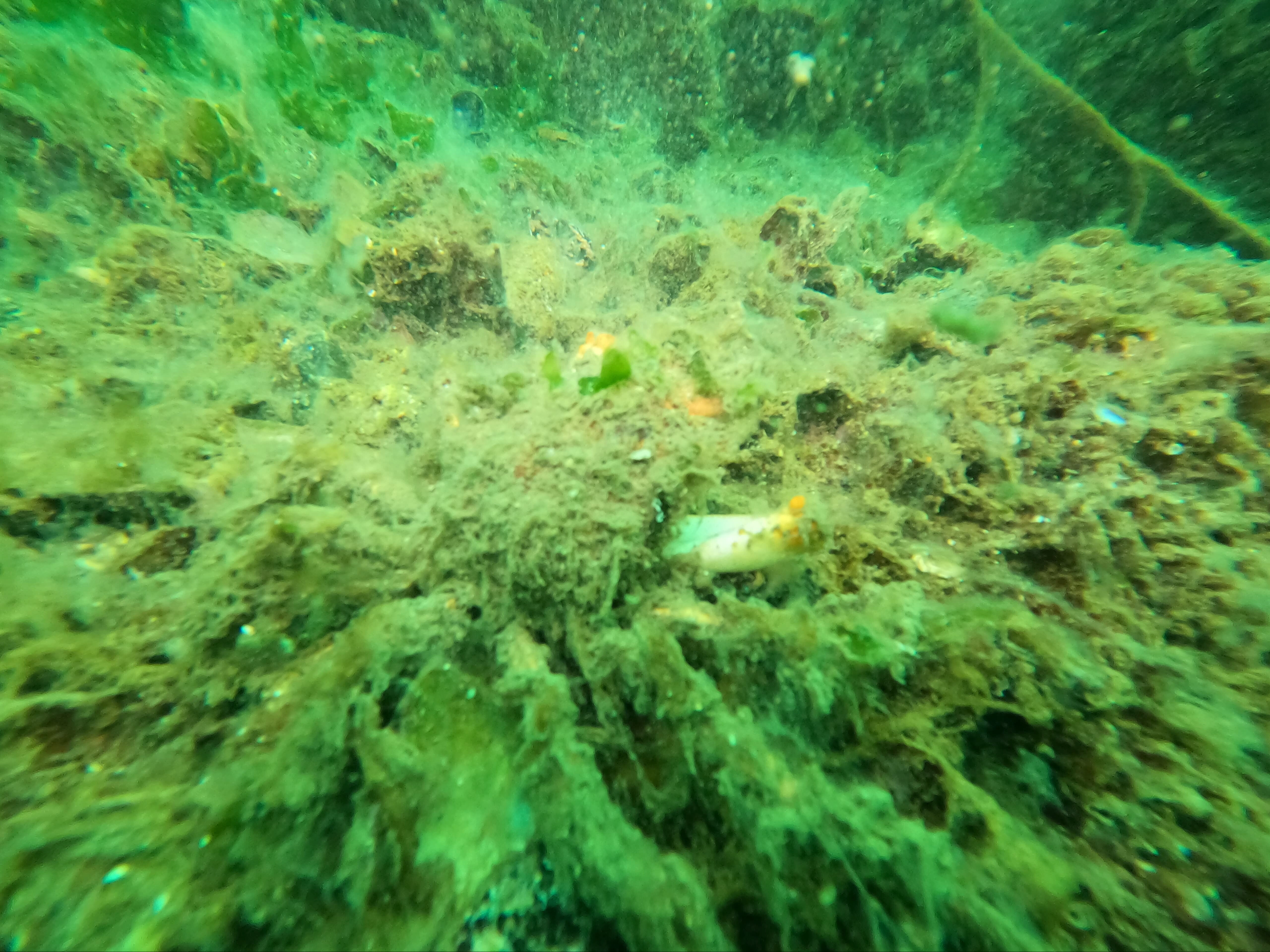 Marmara Denizi'nde kabus geri mi dönüyor? Balıkçılar yoğun müsilajı görüntüledi Marmara Denizi'nde kabus geri mi dönüyor? Balıkçılar yoğun müsilajı görüntüledi - 1. Resim