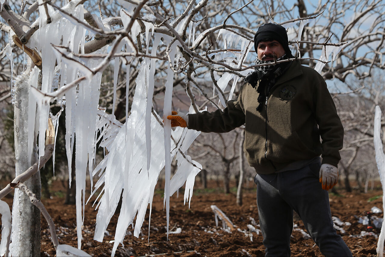 Görenler hayret etti, hatıra fotoğrafı çekti! Şanlıurfa'da fıstık ağaçları buz sarkıtına dönüştü - 1. Resim