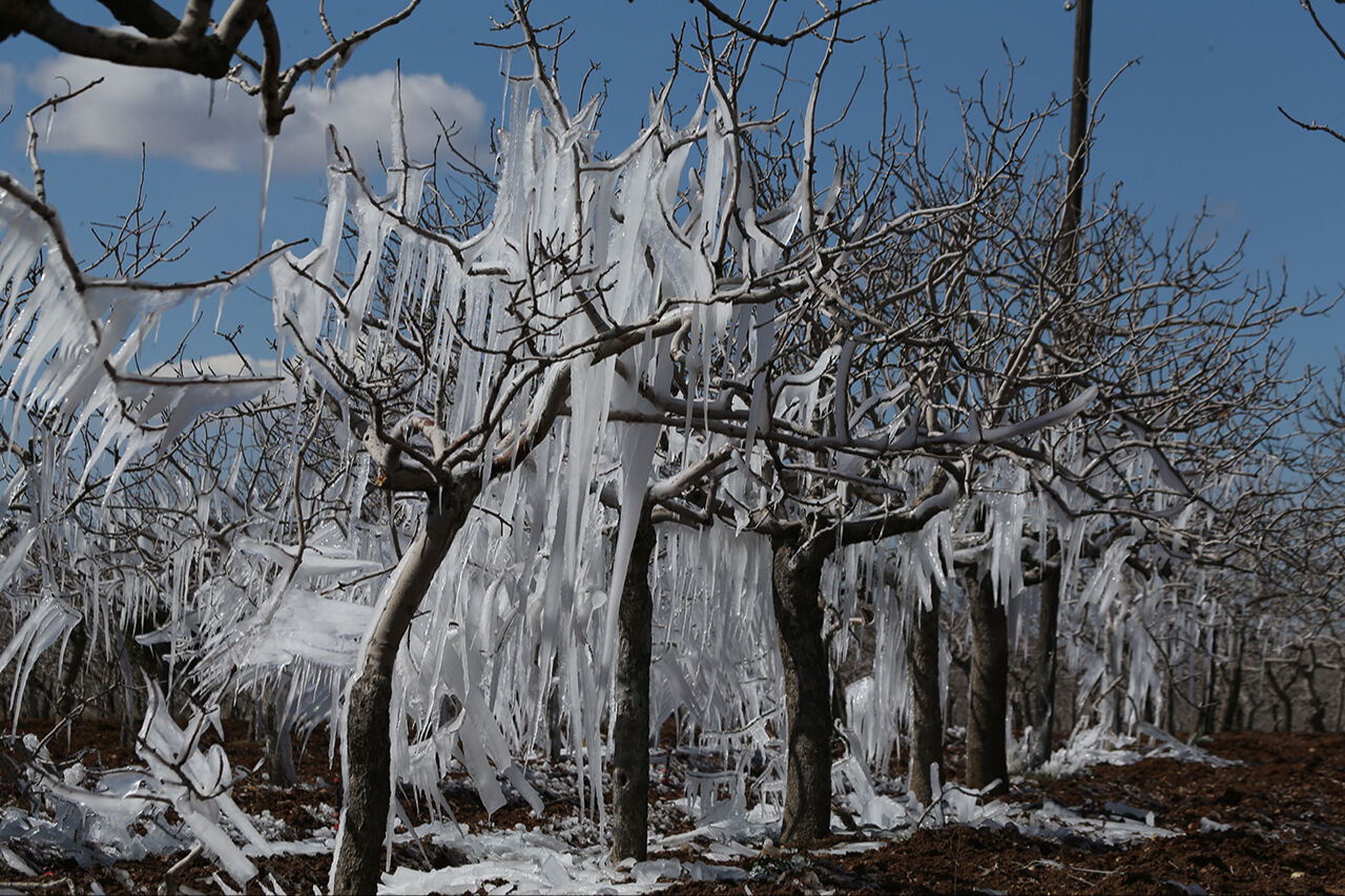 Görenler hayret etti, hatıra fotoğrafı çekti! Şanlıurfa'da fıstık ağaçları buz sarkıtına dönüştü - 4. Resim