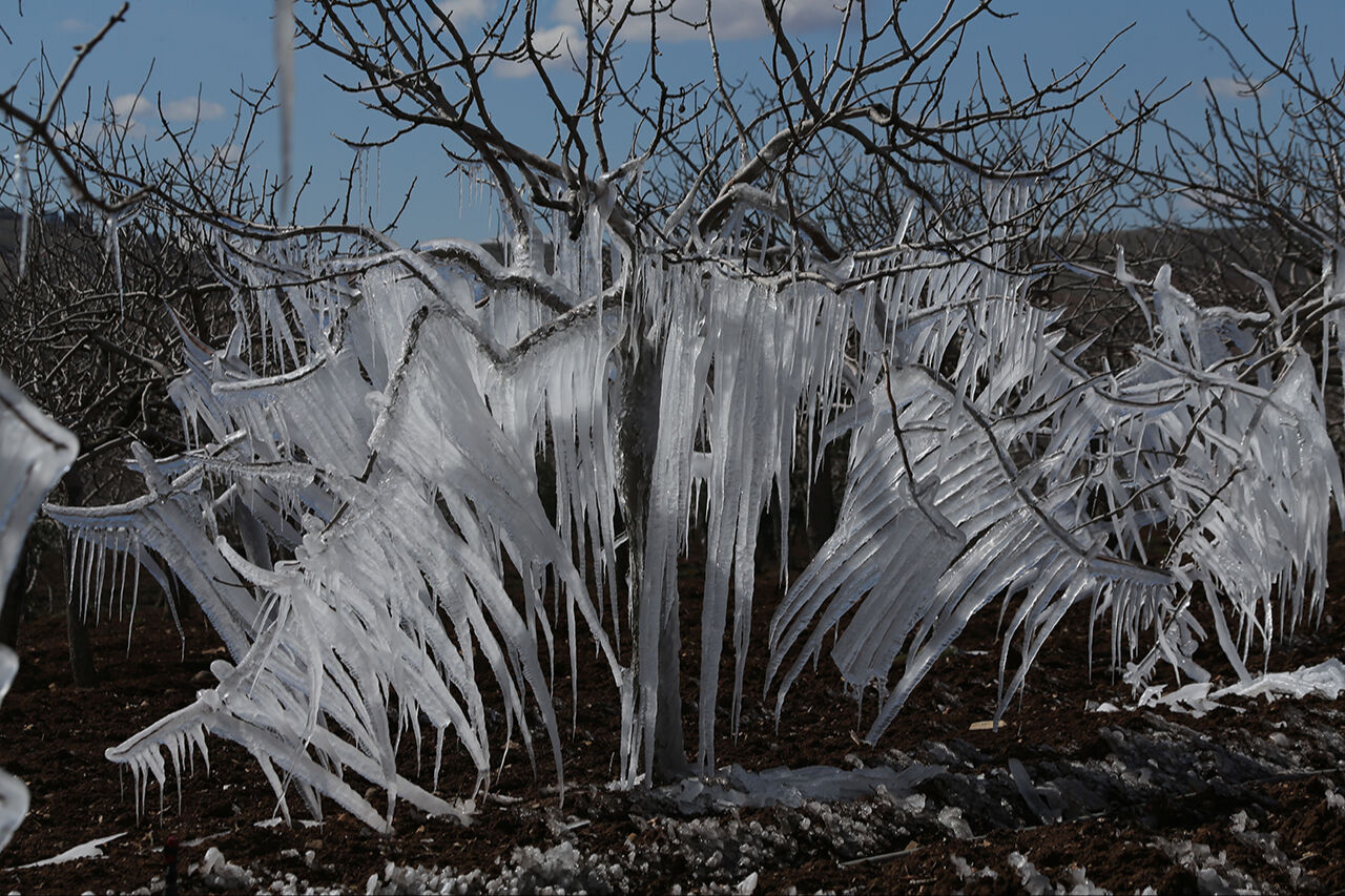 Görenler hayret etti, hatıra fotoğrafı çekti! Şanlıurfa'da fıstık ağaçları buz sarkıtına dönüştü - 3. Resim