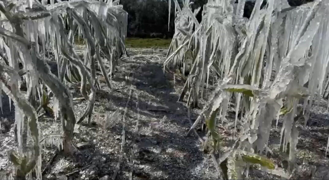 Seradaki meyveleri buz sarkıtına dönüştü! Adana'da çiftçiyi şoke eden manzara - 1. Resim