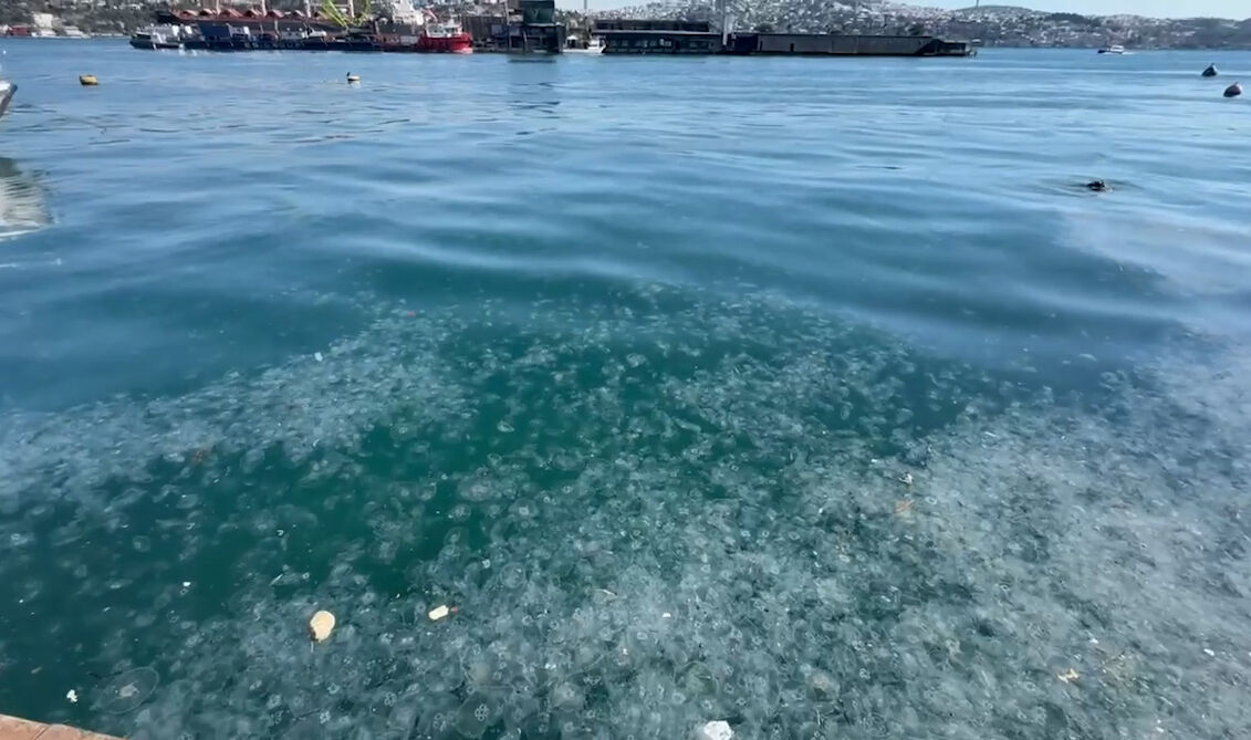 Balıkçılar isyan etti! İstanbul Boğazı'nı istila etmeye başladılar, Sarıyer ve Beşiktaş sahilleri denizanasıyla kaplandı Balıkçılar isyan etti! İstanbul Boğazı'nı istila etmeye başladılar, Sarıyer ve Beşiktaş sahilleri denizanasıyla kaplandı - 1. Resim