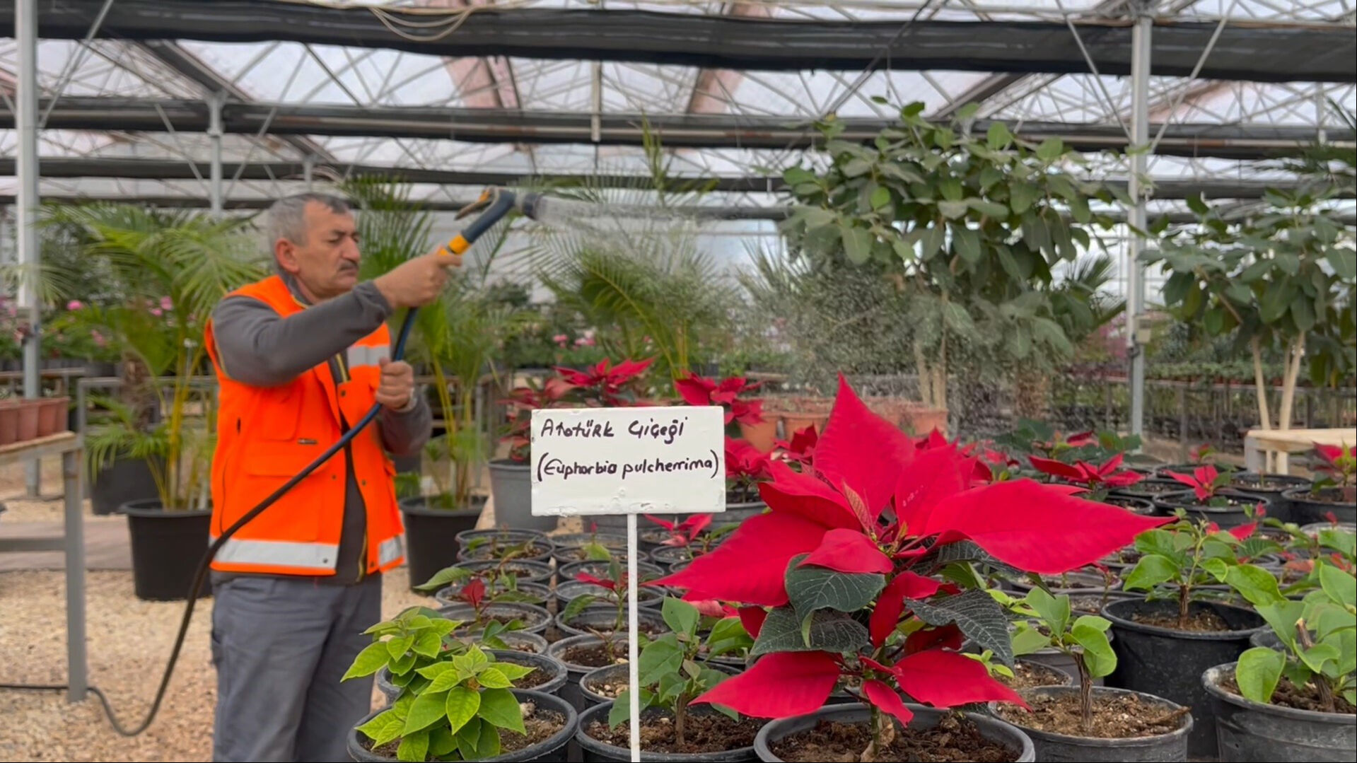 Bozkırda Akdeniz rüzgarı! Çöp gazıyla tropikal bitki üretimi başladı - 1. Resim