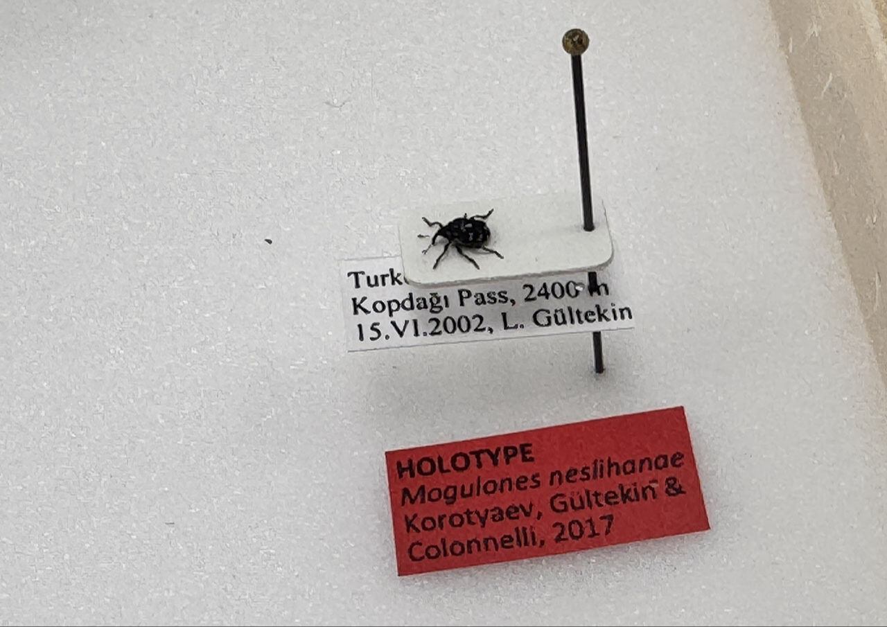 Böceğe karısının adını verdi! Bilim adamından literatüre geçen katkı dikkat çekti - 3. Resim