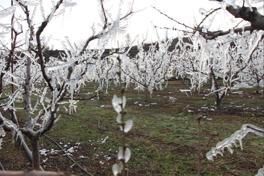 Dondan korumak için 400 ağacı dondurdu! Amasya'da bir çiftçinin meyve bahçesine bulduğu sistemi görenler hayret etti Dondan korumak için 400 ağacı dondurdu! Amasya'da bir çiftçinin meyve bahçesine bulduğu sistemi görenler hayret etti - 2. Resim