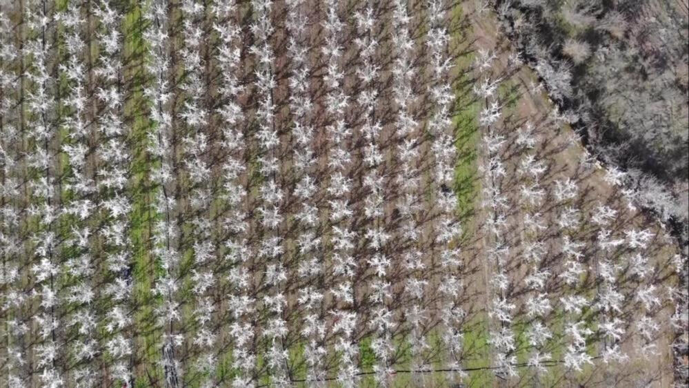 Dondan korumak için 400 ağacı dondurdu! Amasya'da bir çiftçinin meyve bahçesine bulduğu sistemi görenler hayret etti Dondan korumak için 400 ağacı dondurdu! Amasya'da bir çiftçinin meyve bahçesine bulduğu sistemi görenler hayret etti - 4. Resim